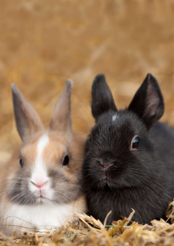 haustier kleintierheu banner c